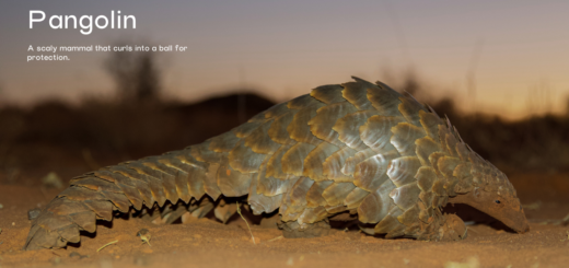 Pangolin