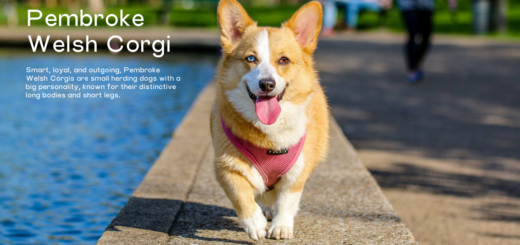 Pembroke Welsh Corgi