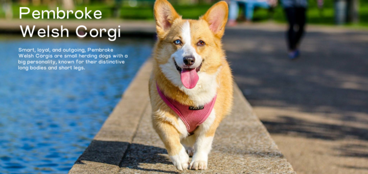 Pembroke Welsh Corgi
