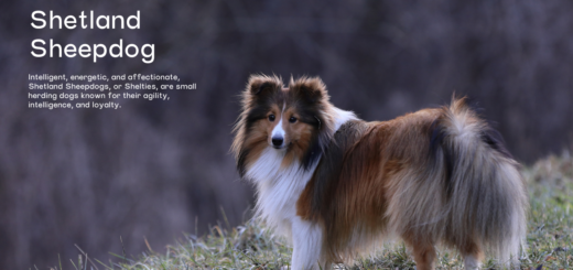 Shetland Sheepdog