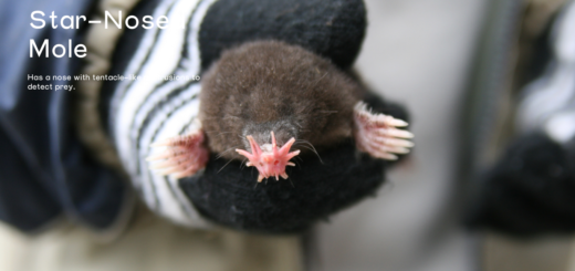 star-nosed mole