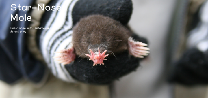 star-nosed mole