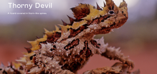 Thorny Devil