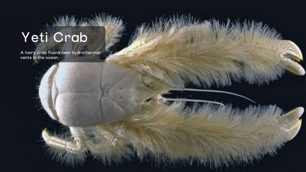 Yeti Crab