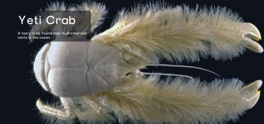 Yeti Crab