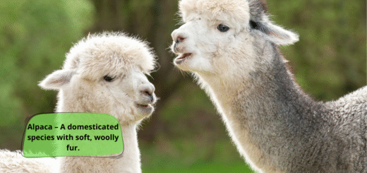 Alpaca