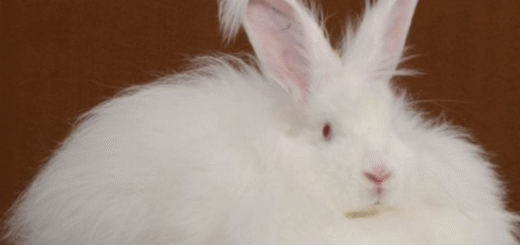 Angora Rabbit