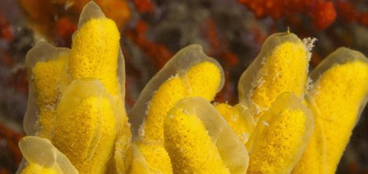 Axinella Cannabina Sponge