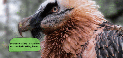 Bearded Vulture