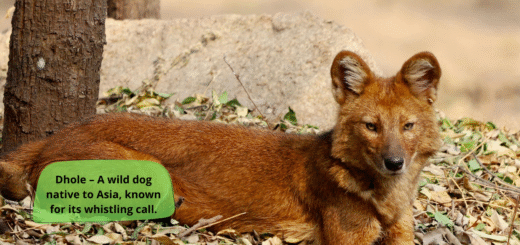 Dhole
