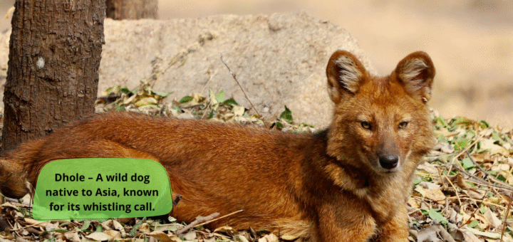 Dhole
