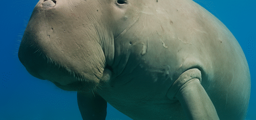 Dugong