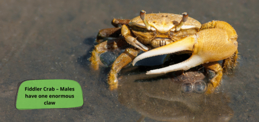 Fiddler Crab