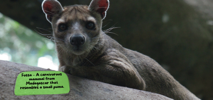 Fossa