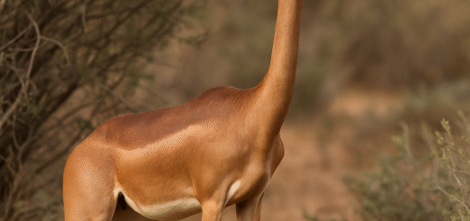 Gerenuk