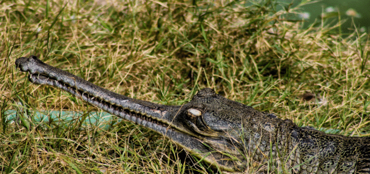 Gharial