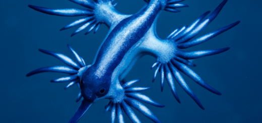 Glaucus Atlanticus