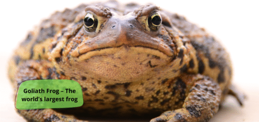 Goliath Frog