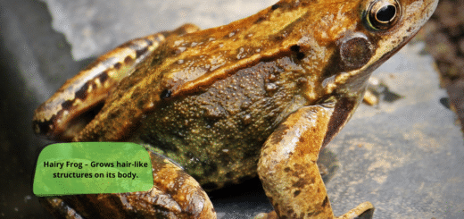 Hairy Frog