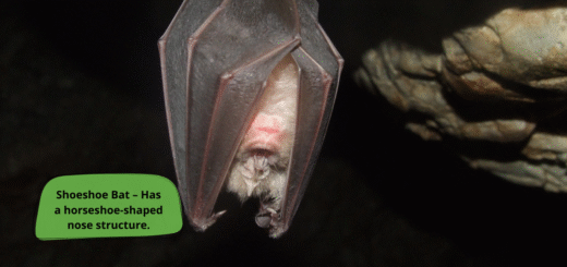 Horseshoe Bat
