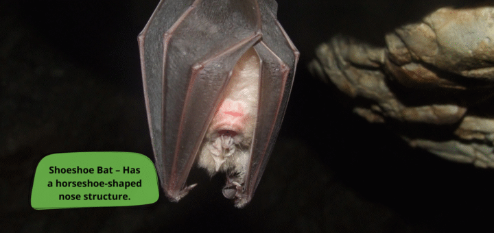 Horseshoe Bat