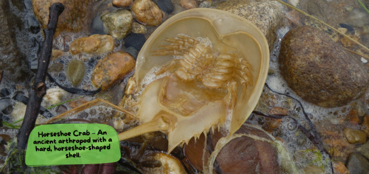 Horseshoe Crab
