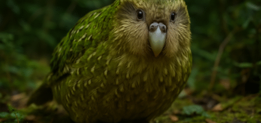 Kakapo