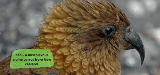 Kea