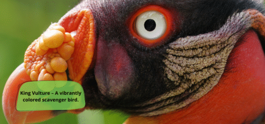 King Vulture
