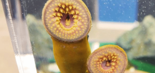 Lamprey