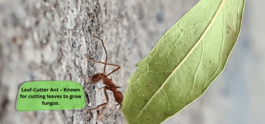 Leaf-Cutter Ant