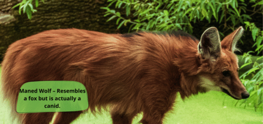 Maned Wolf