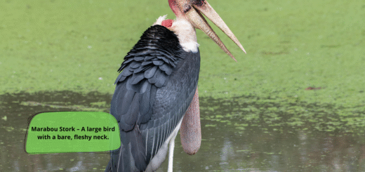 Marabou Stork