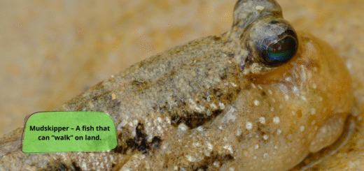 Mudskipper