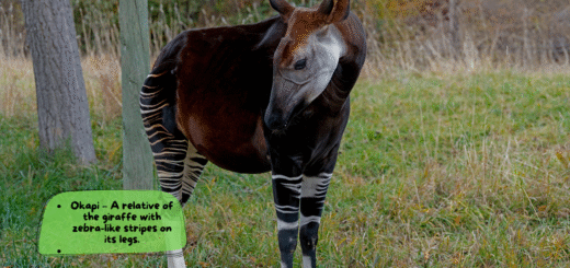 Okapi