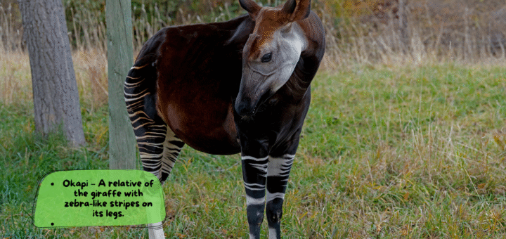Okapi