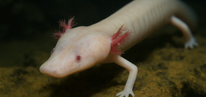 Olm