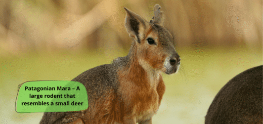 Patagonian Mara