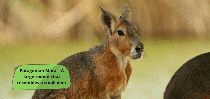 Patagonian Mara