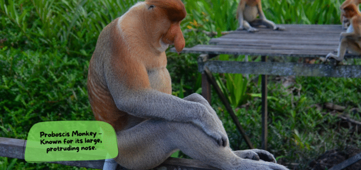 Proboscis Monkey