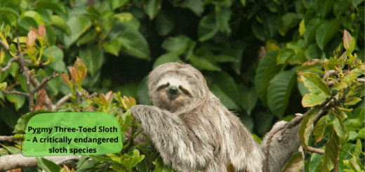 Pygmy Three-Toed Sloth