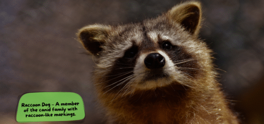 Raccoon Dog