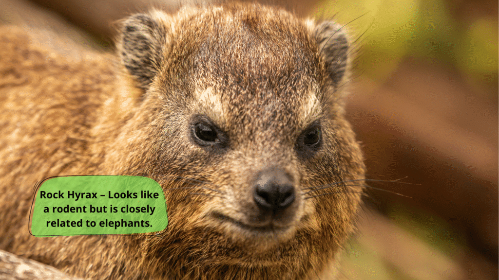 Rock Hyrax