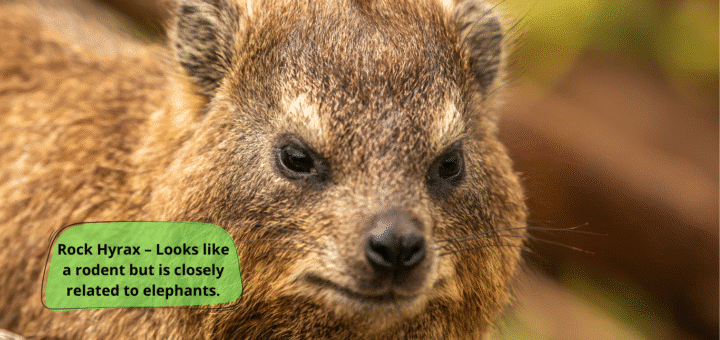 Rock Hyrax