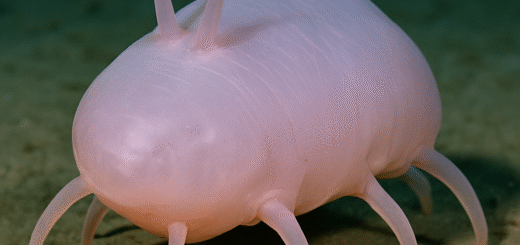 Sea pig