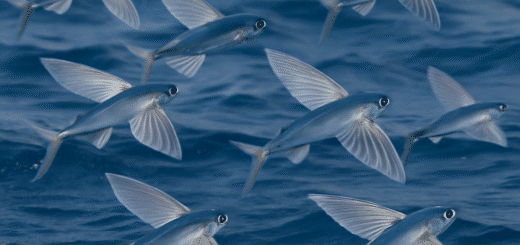 Shoal-flying fish