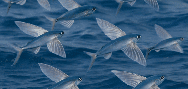 Shoal-flying fish