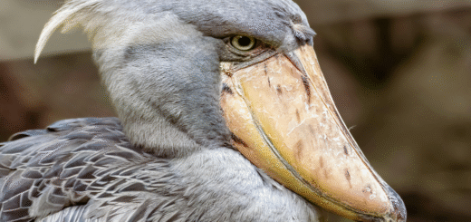 Shoebill