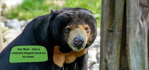 Sun Bear