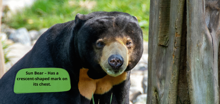 Sun Bear